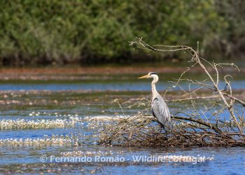 Grey Heron (Ardea cinerea)