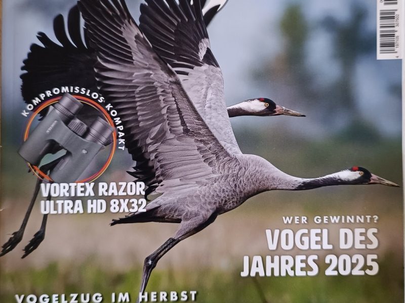 Vogel Magazin