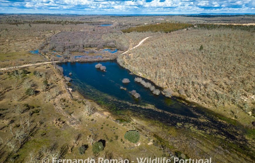 Safari Experience in the Greater Côa Valley