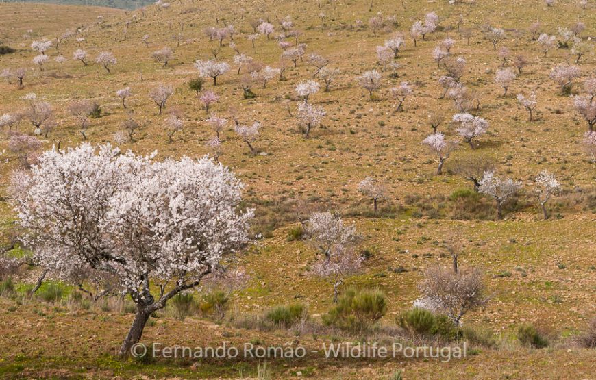 The Greater Côa Valley Expedition