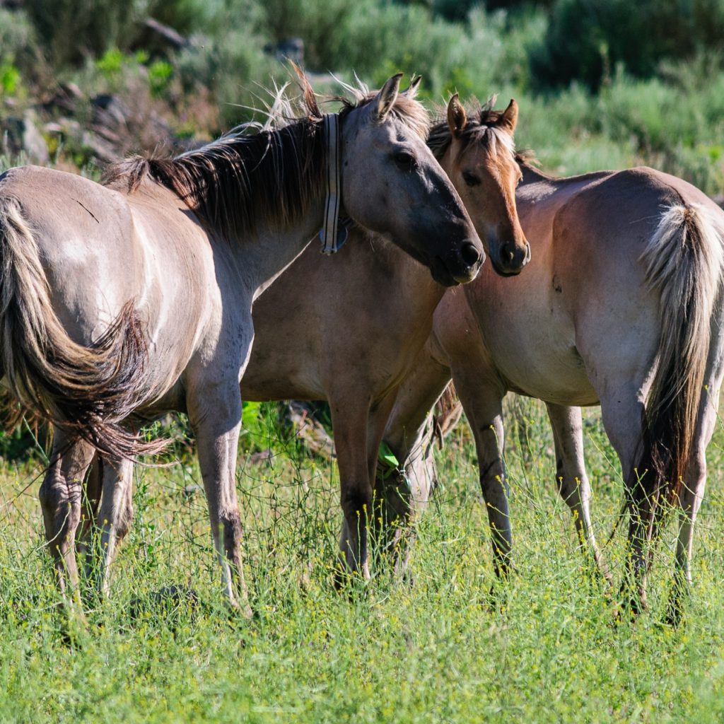 Sorraia horses in the Greater Côa Valley