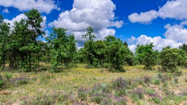 Natural landscape