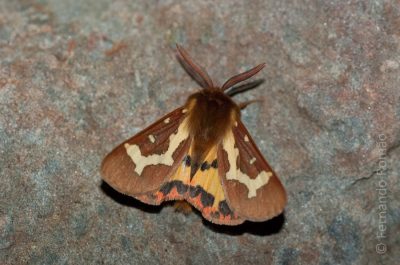 Moth trapping. Hyphoraia dejeani