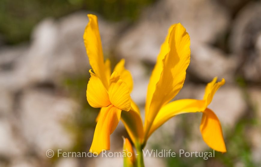 Passeio de natureza no Geopark Naturtejo