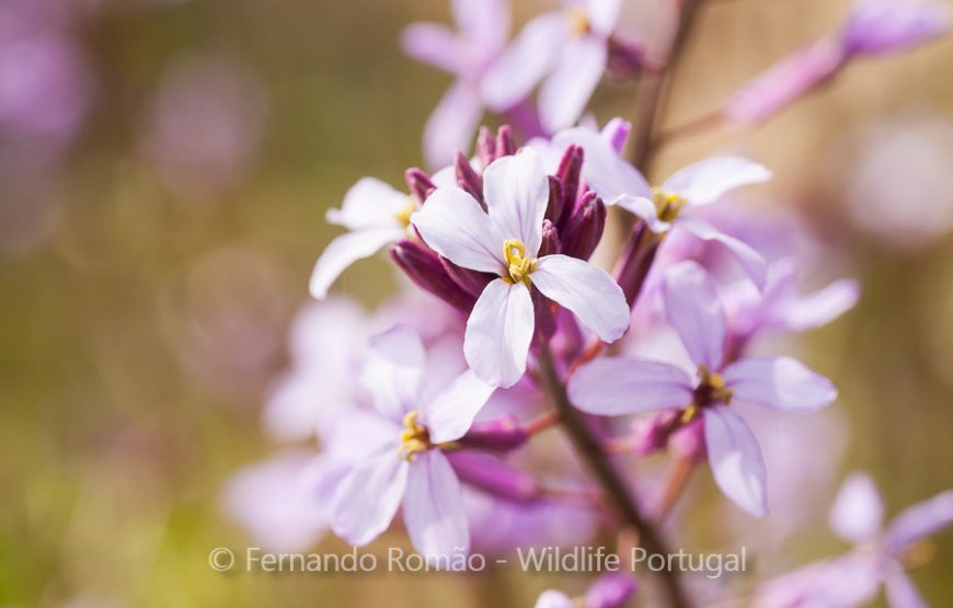Rewilding no Grande Vale do Côa