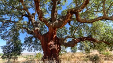Ancient tree