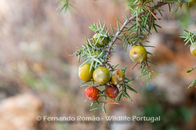 Prickly Juniper (Juniperus oxycedrus) Prickly Juniper (Juniperus oxycedrus) - Mosteiro Stream