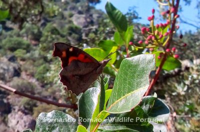 Nettle-Tree Butterfly (Libythea celtis) Nettle-Tree Butterfly (Libythea celtis) - Mosteiro Stream