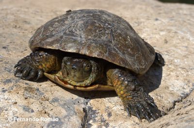 Spanish Terrapin (Mauremys leprosa) Spanish Terrapin (Mauremys leprosa) - Mosteiro Stream