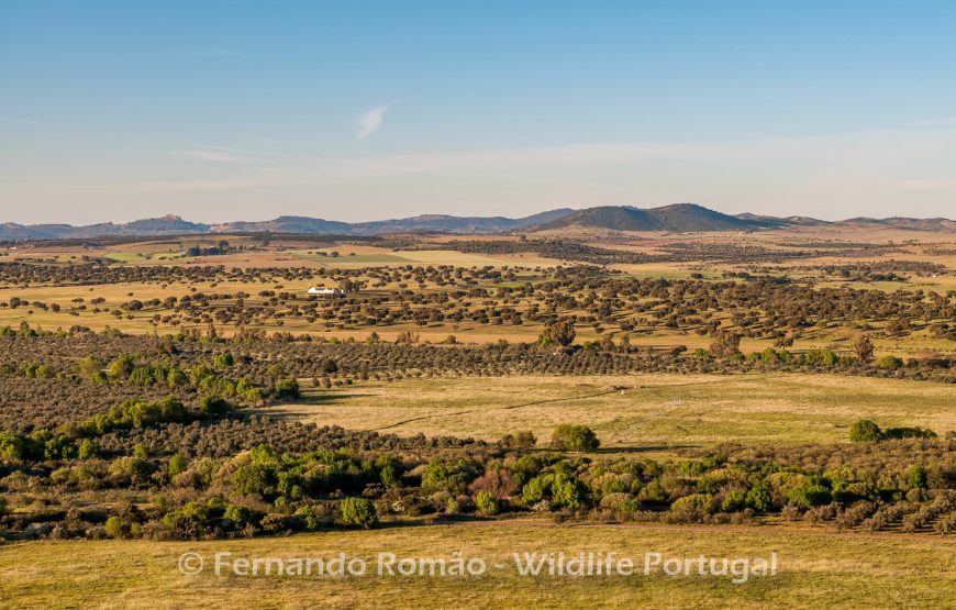 Aves do Alto Alentejo_2dias