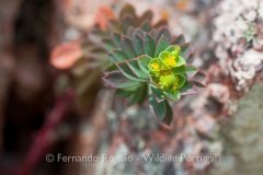 Euphorbia portlandica