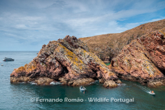 Berlenga Island