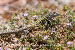 Carbonell's Wall Lizard (Podarcis carbonelli)