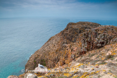 Berlenga Island