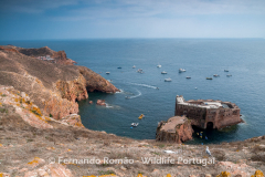 Berlenga Island