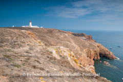 Berlenga Island