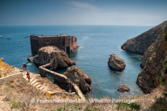 Berlenga Island