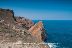 Berlenga Island