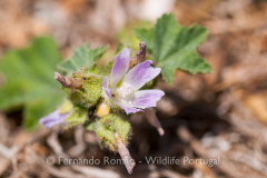 Lavatera cretica