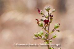 Scrophularia sublyrata