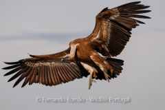 Griffon Vulture (Gyps fulvus)