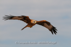 Red Kite (Milvus milvus)