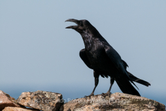 Raven (Corvus corax)