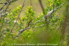 Common  Nightingale (Luscinia megarhynchos)