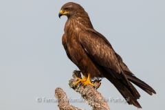 Black Kite (Milvus migrans)