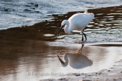 Egretta-garzetta_FMR3533