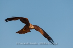 Milvus-migrans_FMR0649