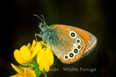 Iberian Chestnut Heath (Coenonympha iphioides)