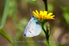 Green-underside Blue (Glaucopsyche alexis)