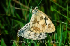 Iberian Marble White (Melanargia lachesis)