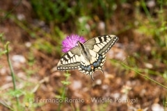 Swallowtail (Papilio machaon)