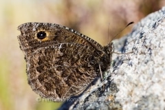 Black Satyr (Satyrus actaea)