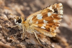 Red Underwing Skipper (Spialia sertorius)