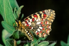 Spanish Festoon (Zerynthia rumina)