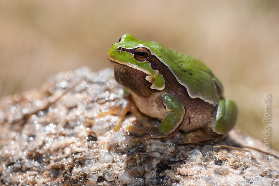 Common Tree Frog (Hyla molleri)