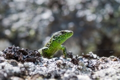 Iberian Rock Lizard (Iberolacerta monticola)