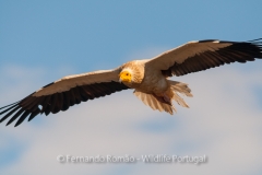 Egyptian Vulture