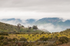 Douro Valley