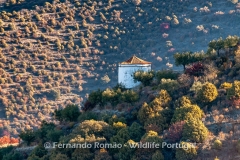 Traditional Dovecote