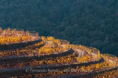 Upper Douro vineyards
