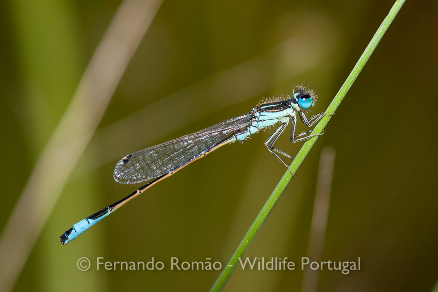 Iberian Bluetail (Ischnura graellsii)