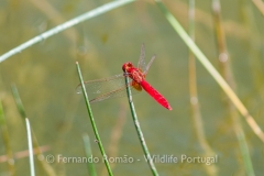 Broad Scarlet (Crocothemis erythraea)