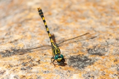 Large Pincertail (Onychogomphus uncatus)