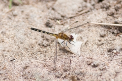 Black Percher (Diplacodes lefebvrii)