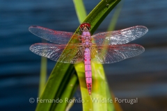 Violet Dropwing (Trithemis annulata)