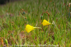 Petticoat Daffodil (Narcissus bulbocodium)